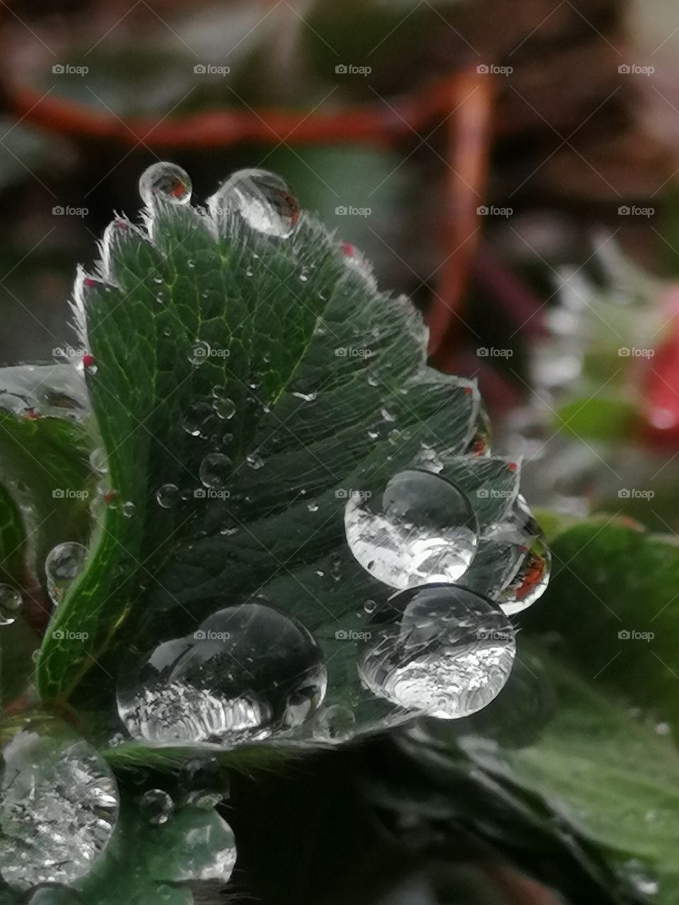 Rain drops on wild strawberry leaves