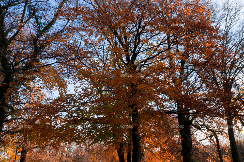 Wide view of autumn trees 