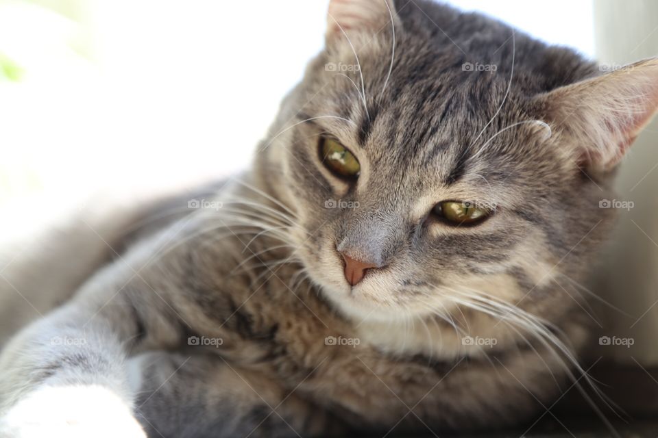 Grey cat thinking.