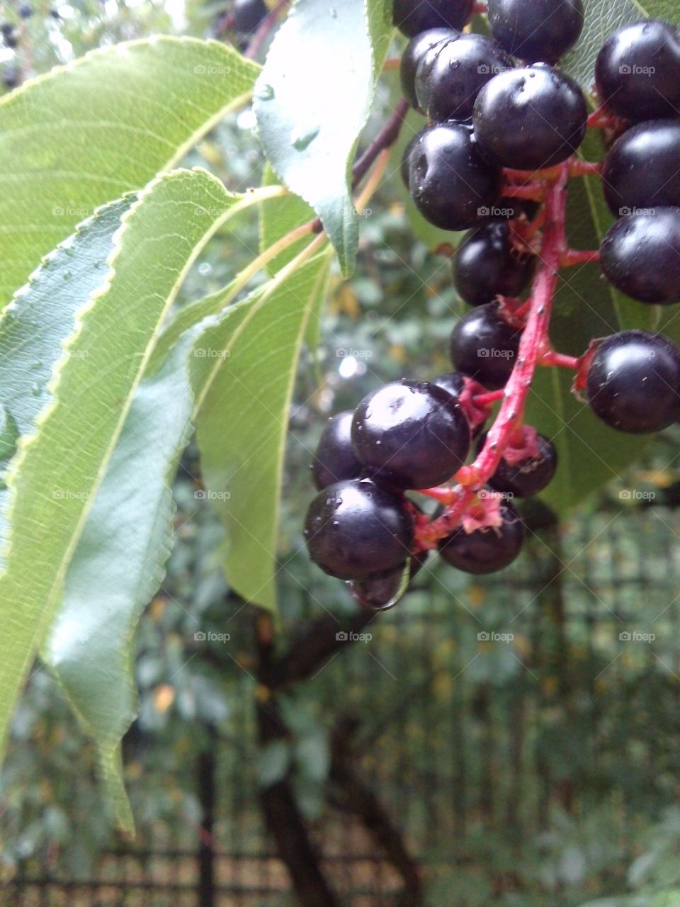 Berries