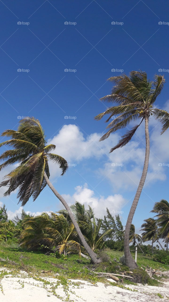 Palm, Beach, Tropical, Tree, No Person