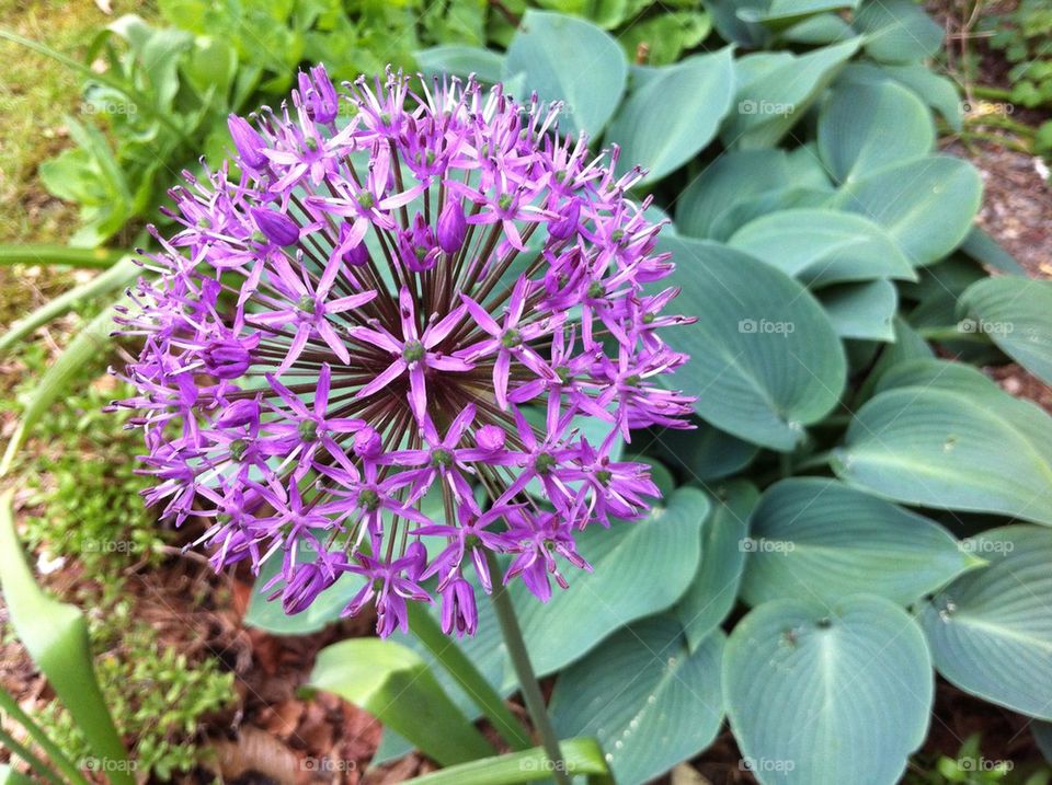 Allium flower and Hosta leaves in flower bed.