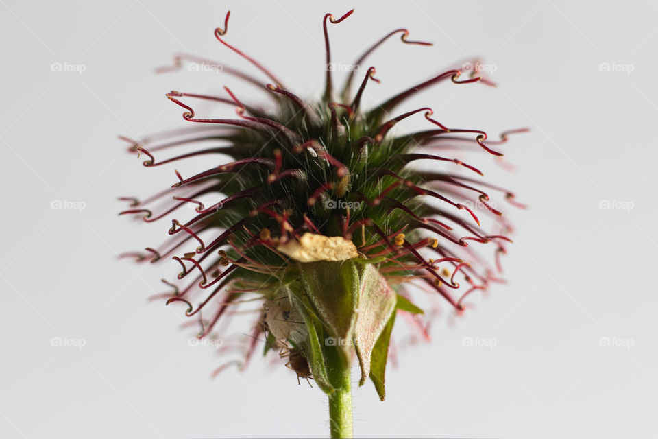 Dry thistle head macro with bugs