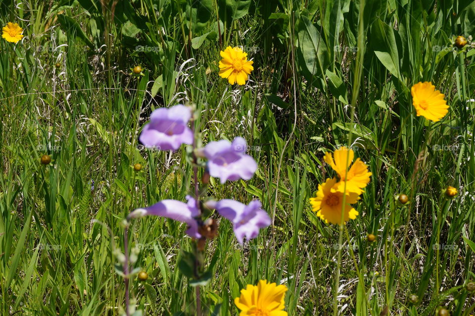 Nature. Wildflowers in Bloom