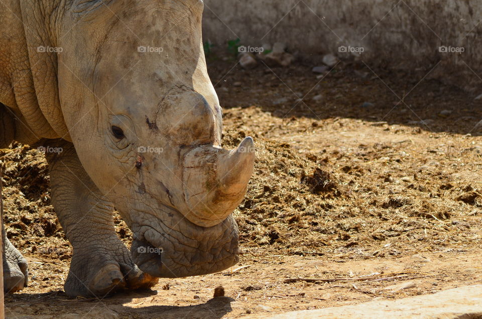 Safari in South Africa