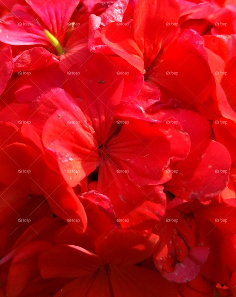 Red Geranium, beauty...