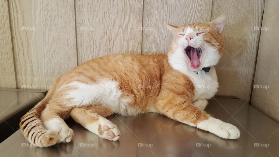 Hunter Meows and yawns !