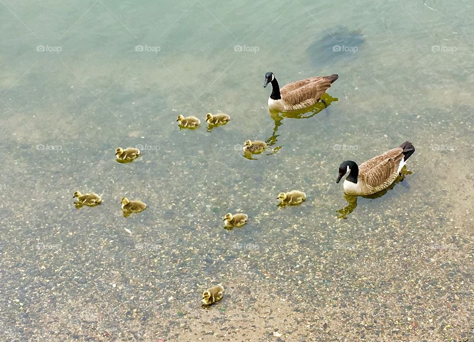 A Gander of Geese and Baby Goslings near the East River in Queens, New York City