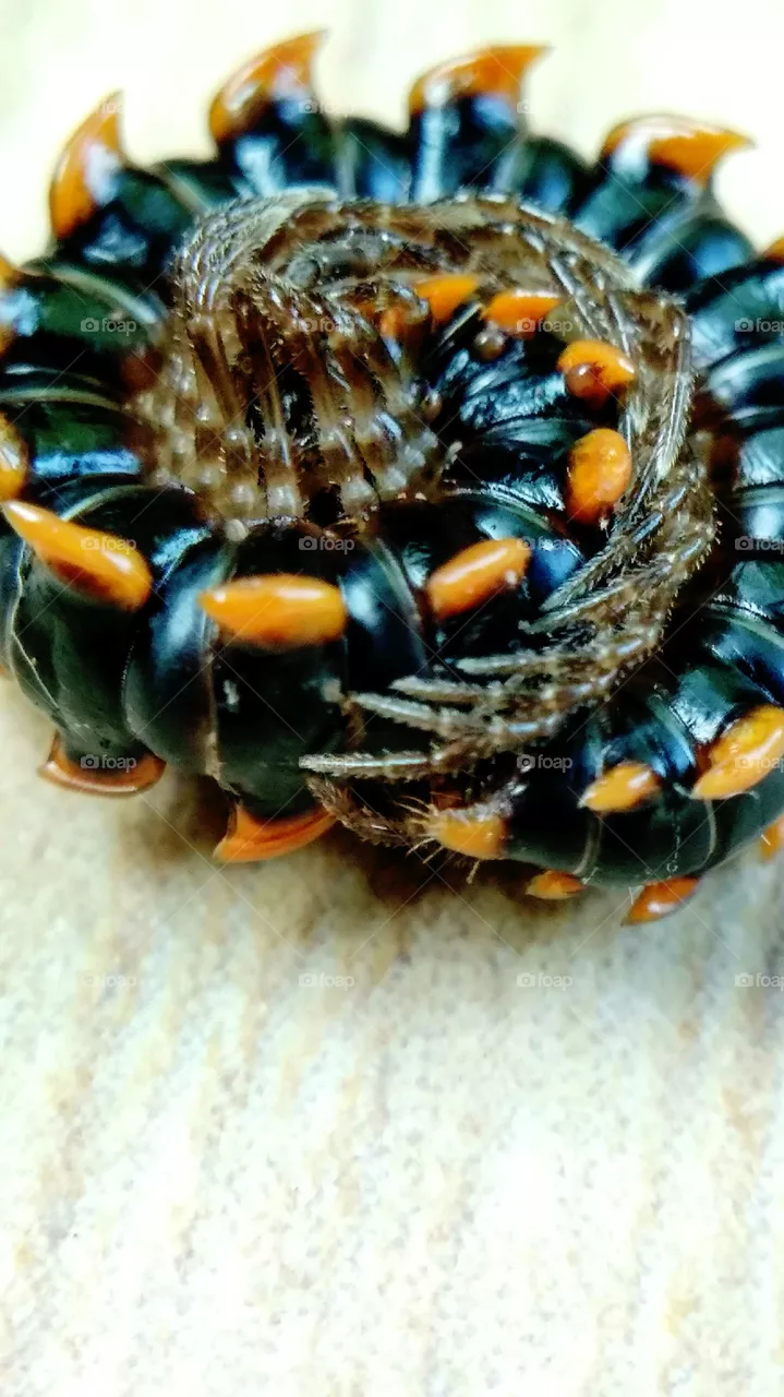 star caterpillar