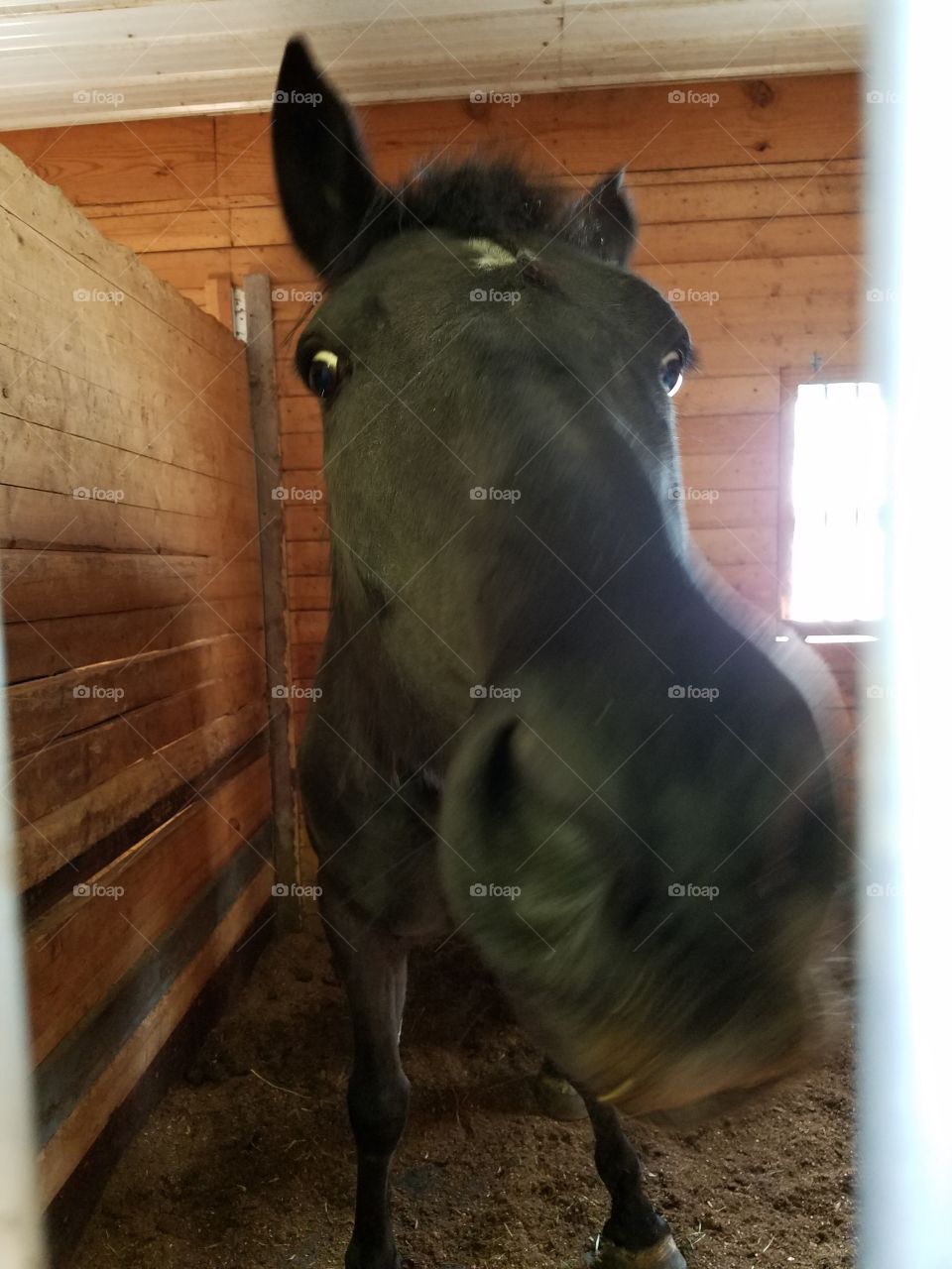 A Percheron and Fresian Mix Annie