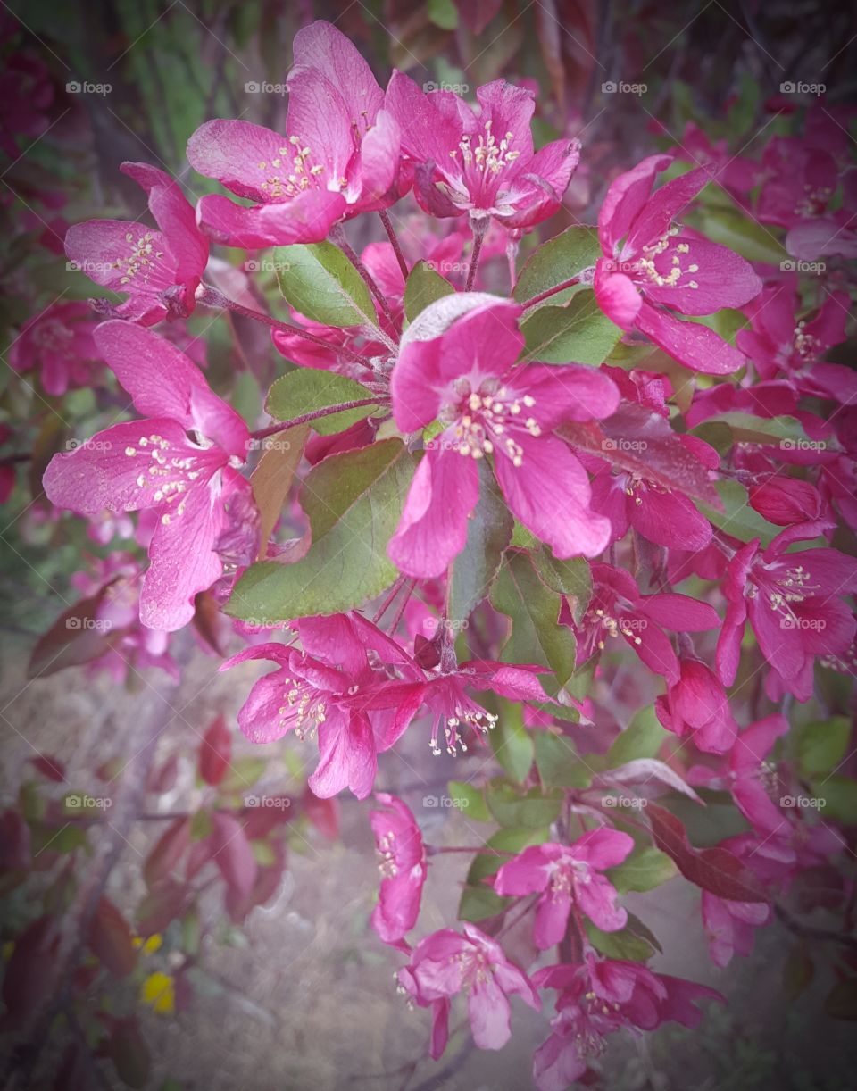 Pink apple blossoms against green leaves
