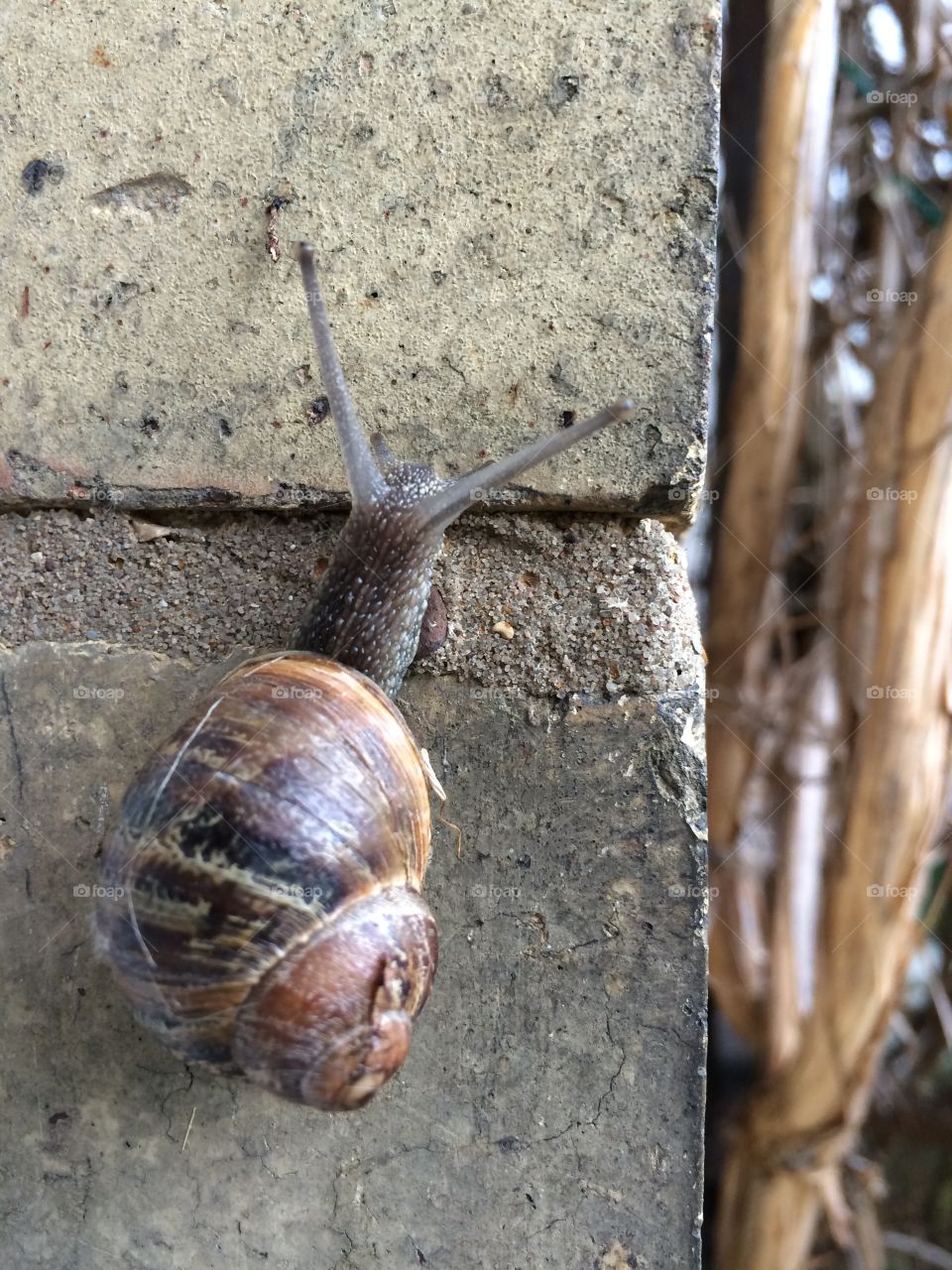 Snail climbing up the wall