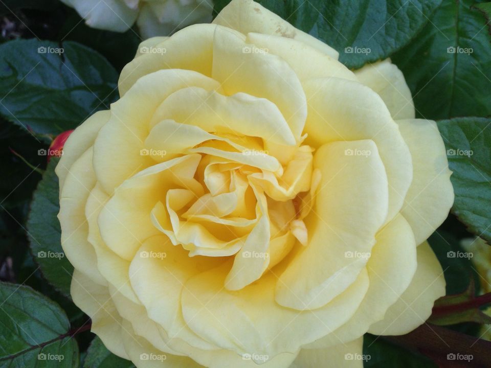 Lemon rose