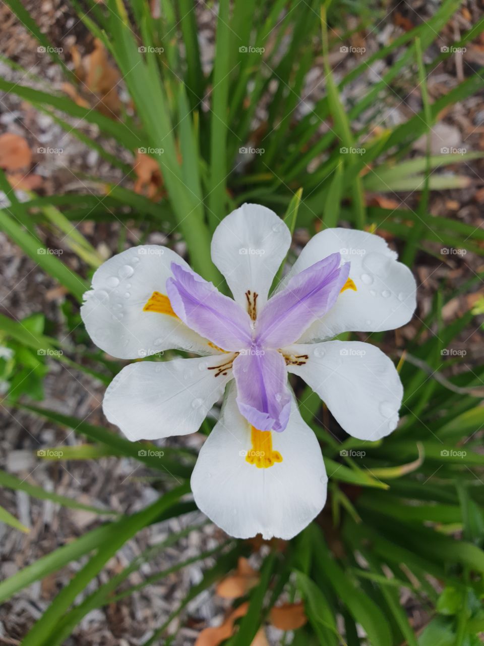 Dew on small white violet flower