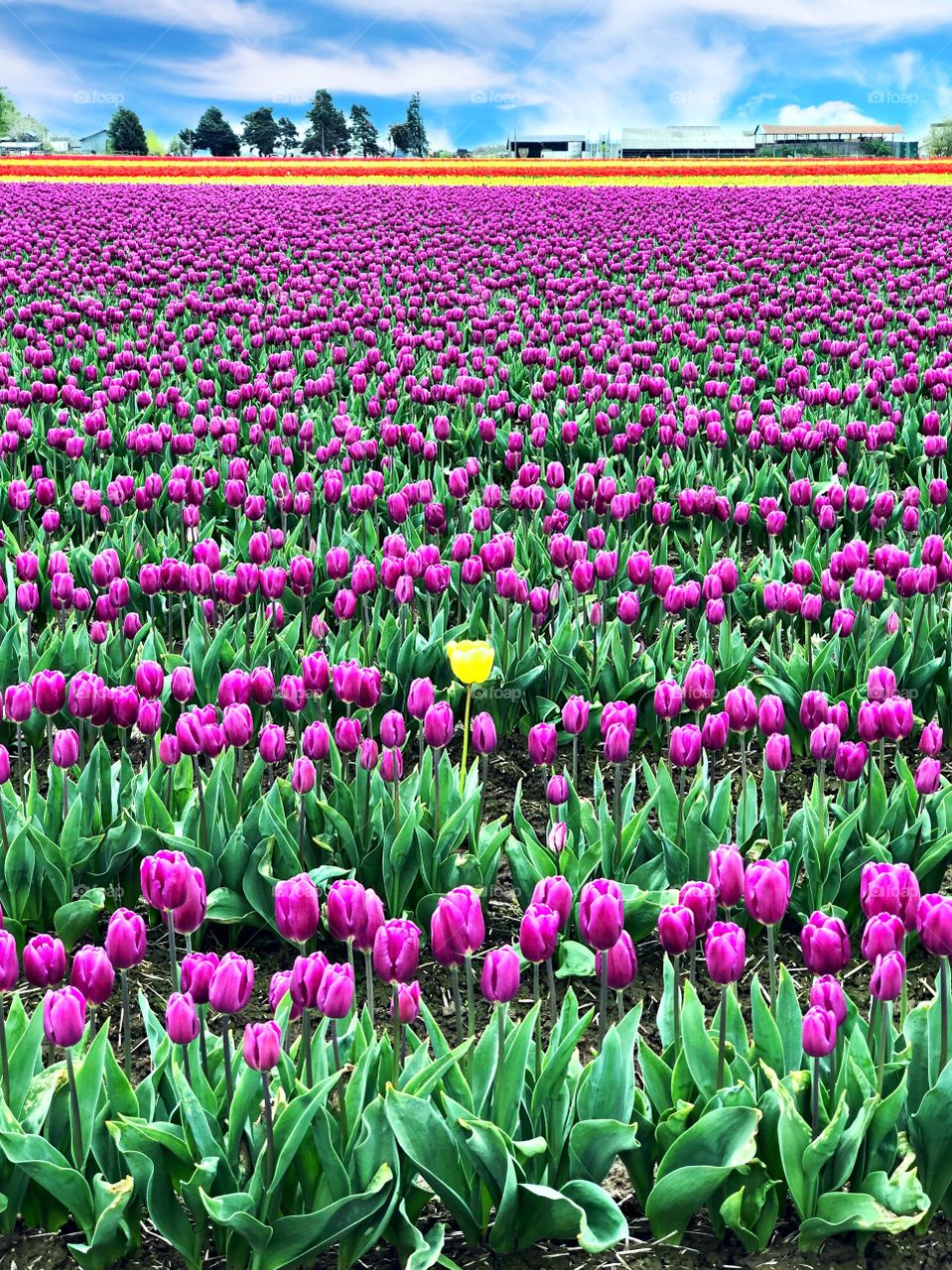 Flora And Fauna Mission! Stunning Field of Purple Tulips With a Single Yellow Tulip In The Middle!