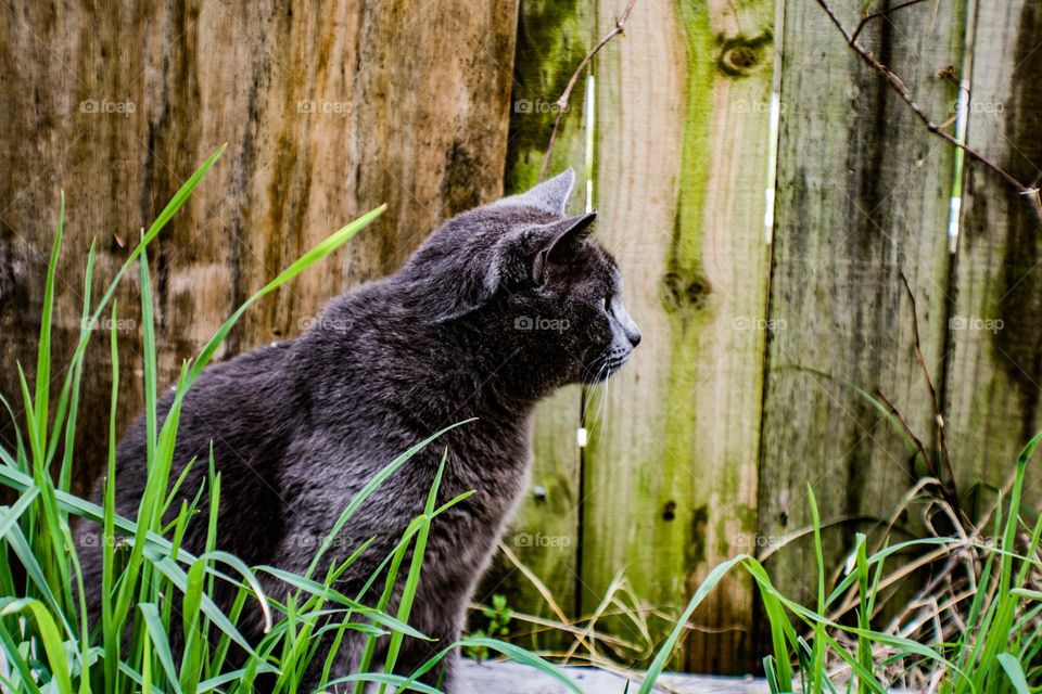 cat protecting its territory