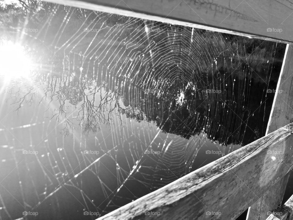 Beautiful spiderweb environmental architecture 