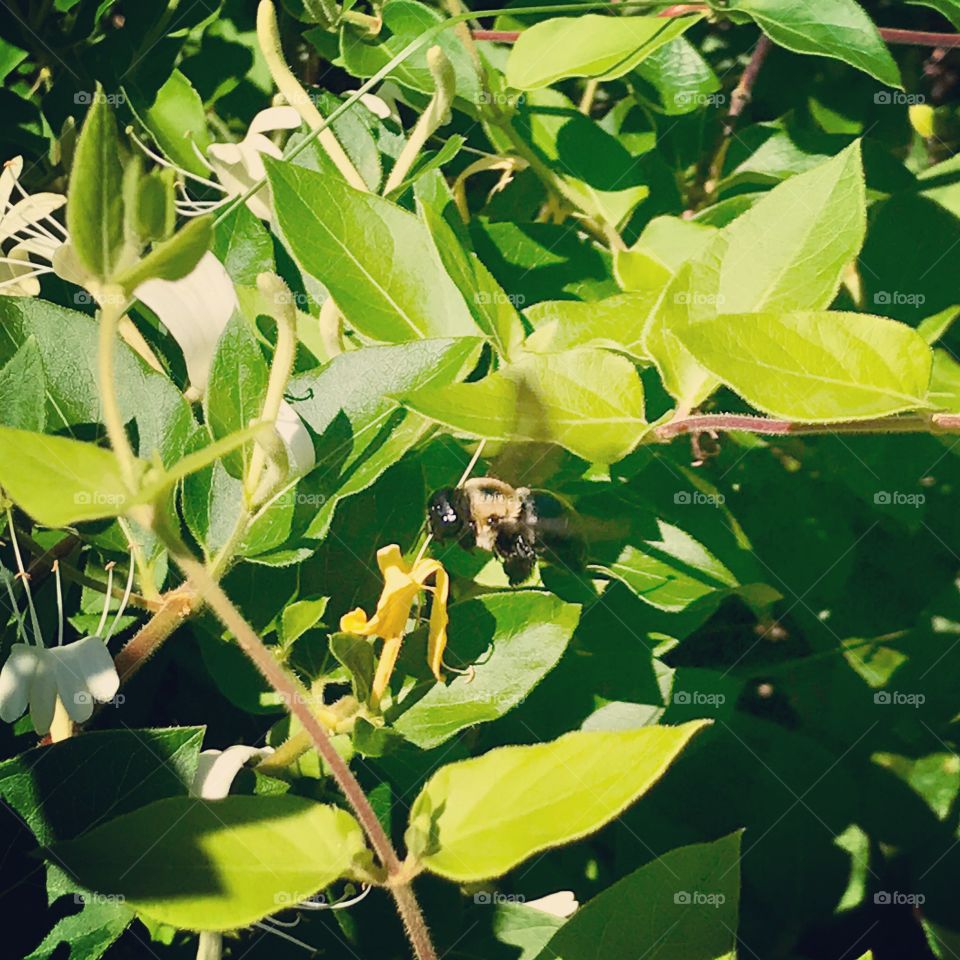 Bumble bee in flight