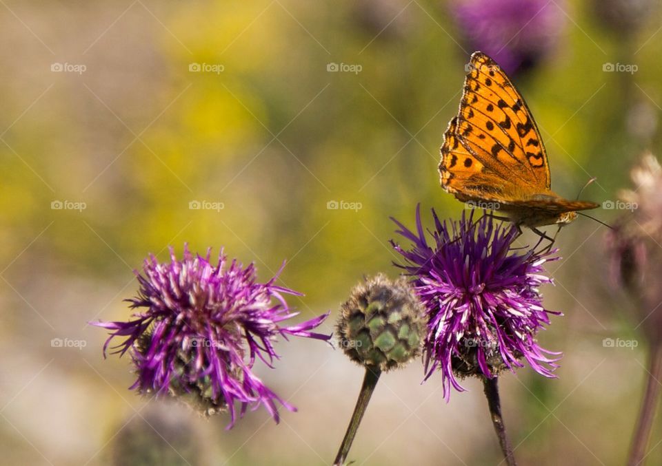 Butterfly on flower