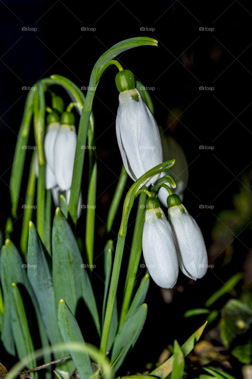 Snowdrops