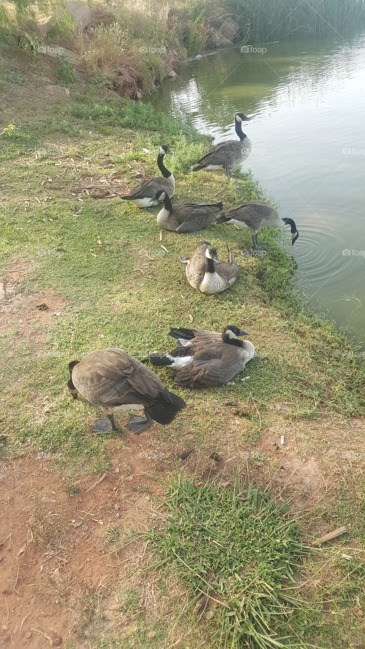 geese