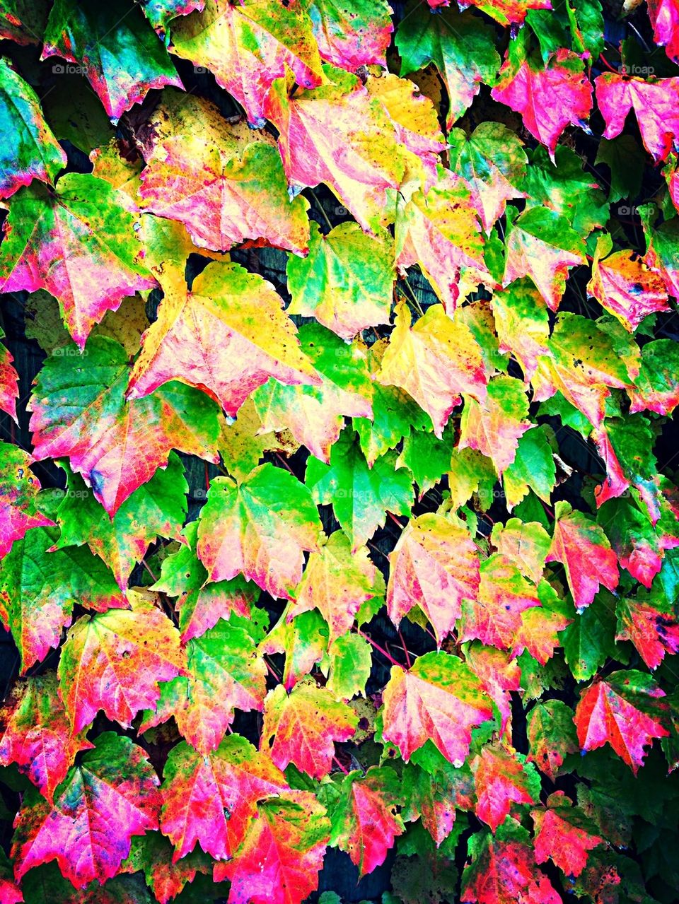 Fall ivy