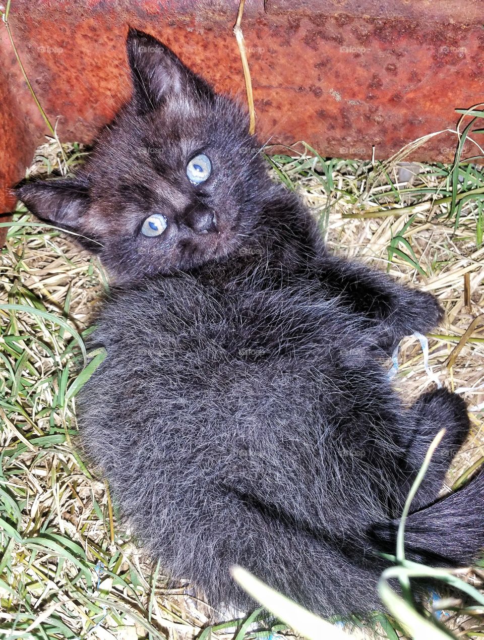 cute kitten black with white tips on hair with blue eyes outdoors