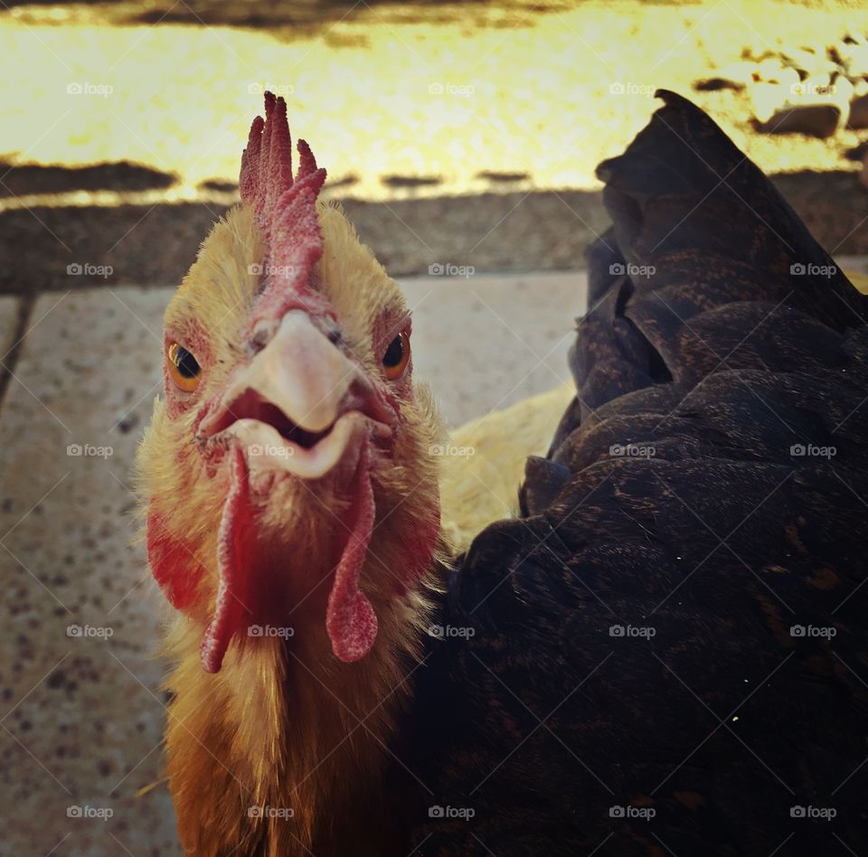 Closeup of a buff Orpington hen