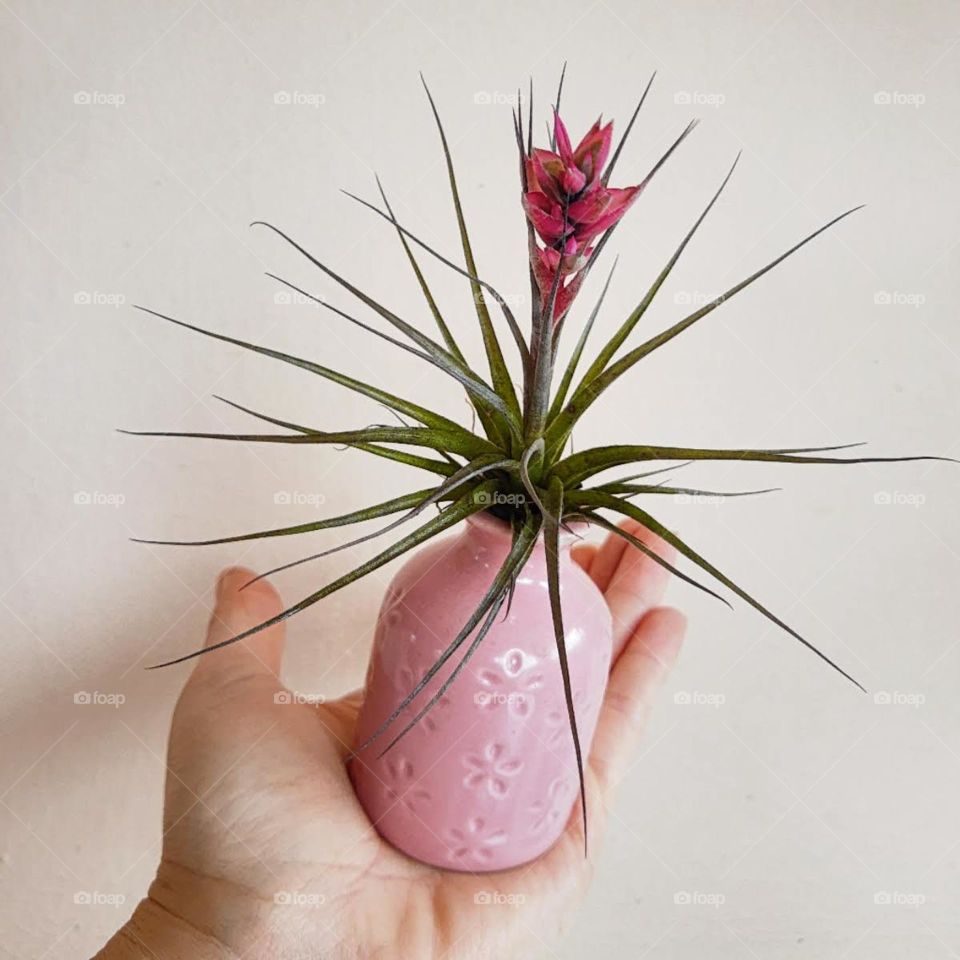 small Tailândia flower in a vase