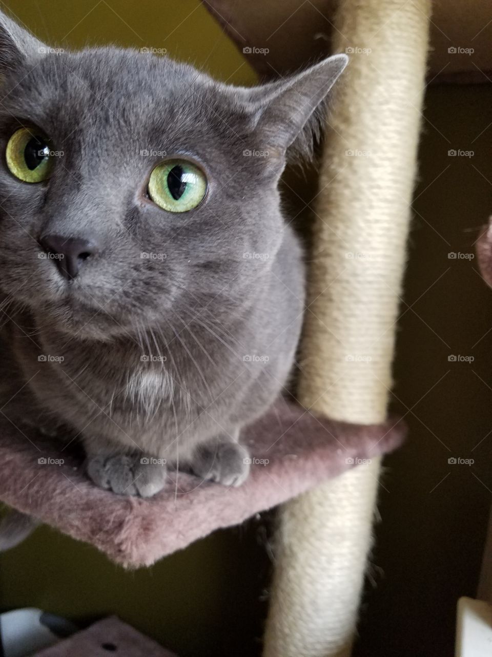 Russian Blue on tower