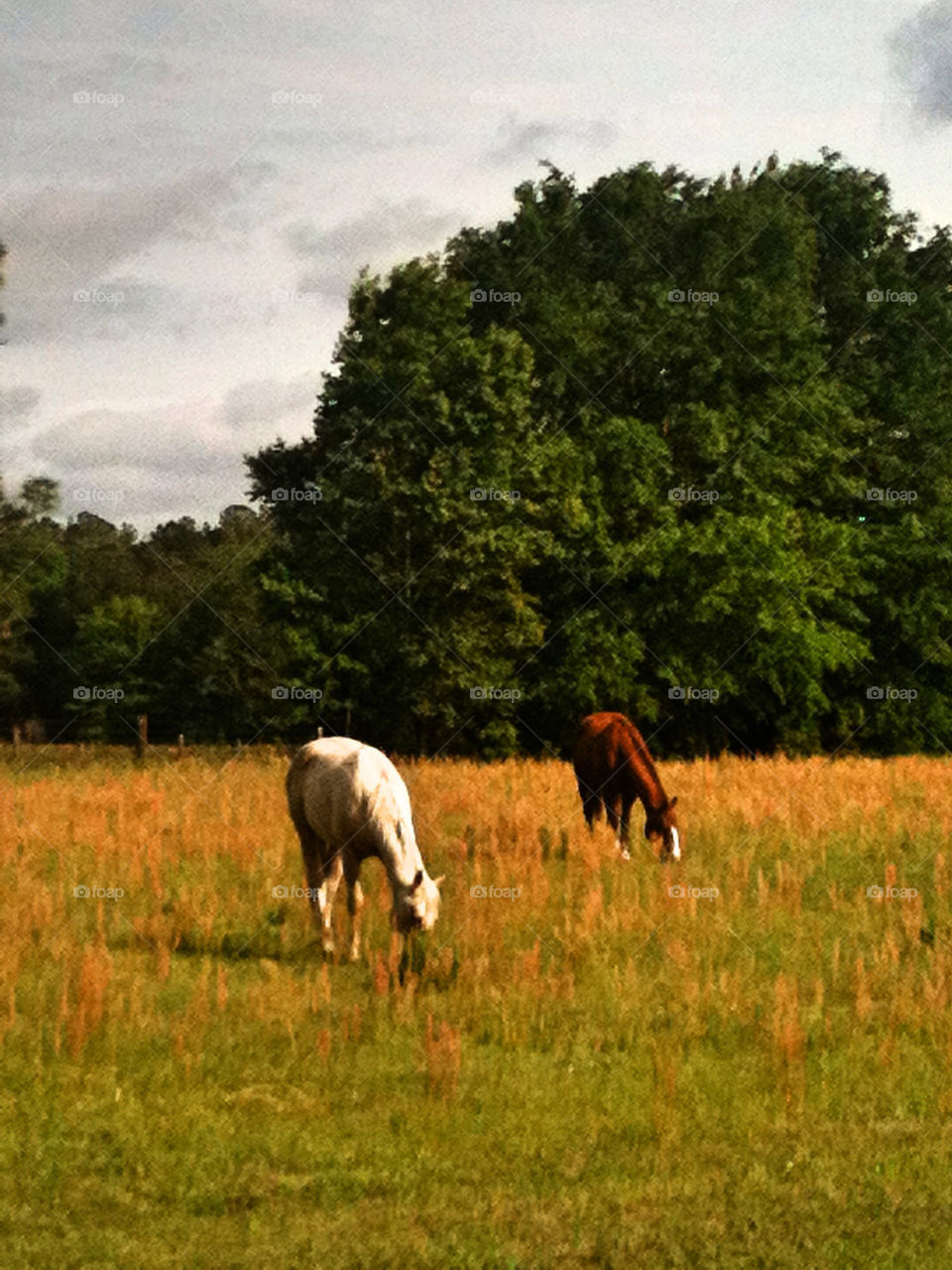 Horses grazing in the field