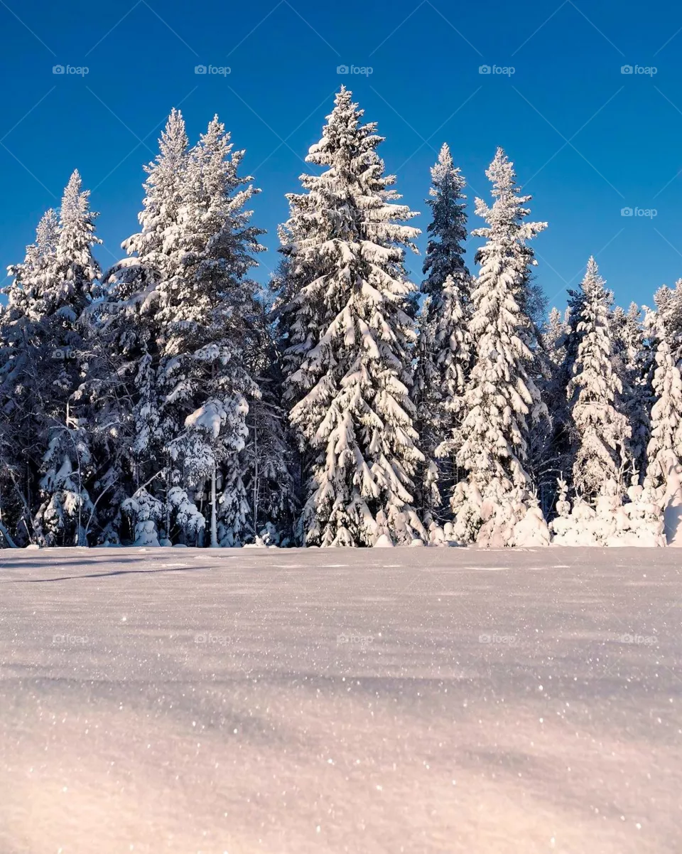 Winter park in snow. Winter landscape with snow covered trees and blue sky. 