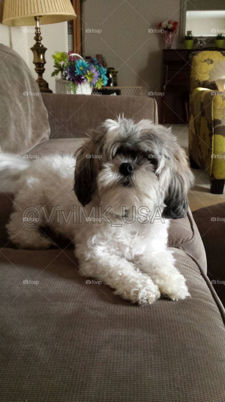 cute puppy resting on the sofa