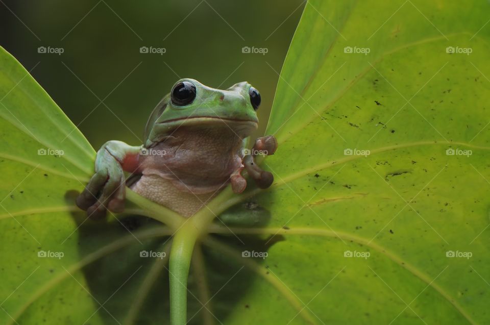 Frog Hiding Leaf
