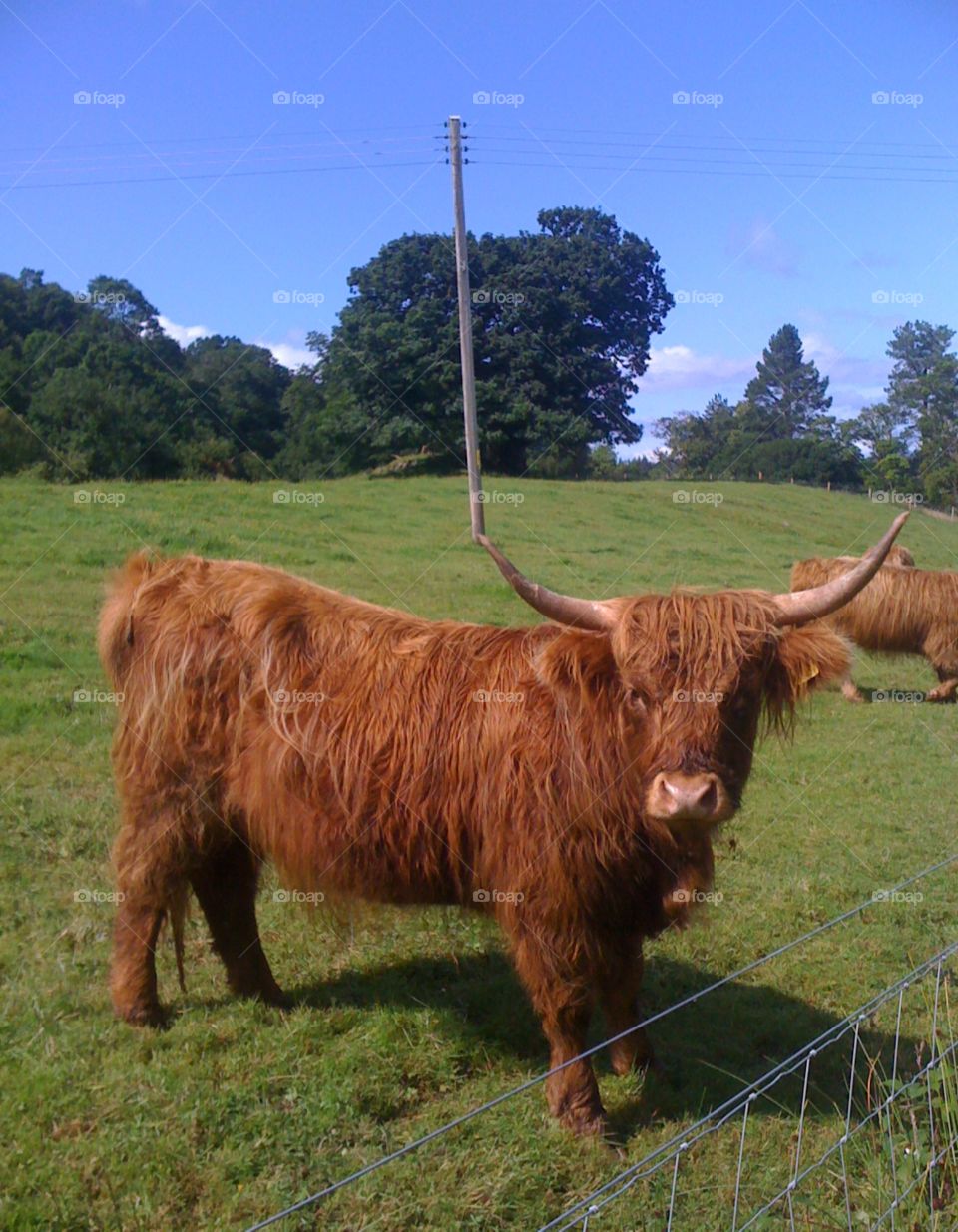 cows on the Isle of Mull