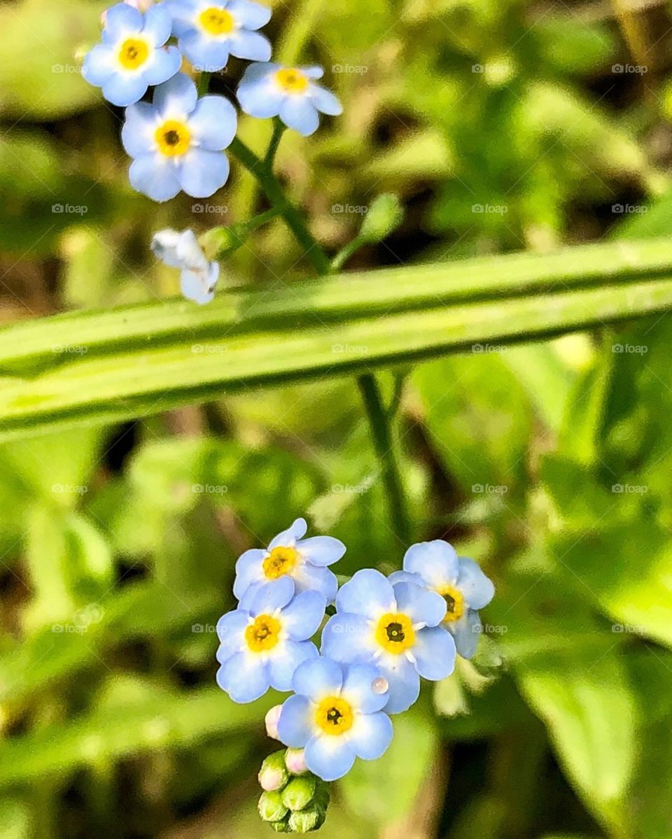 Forget-me-note are hard to forget