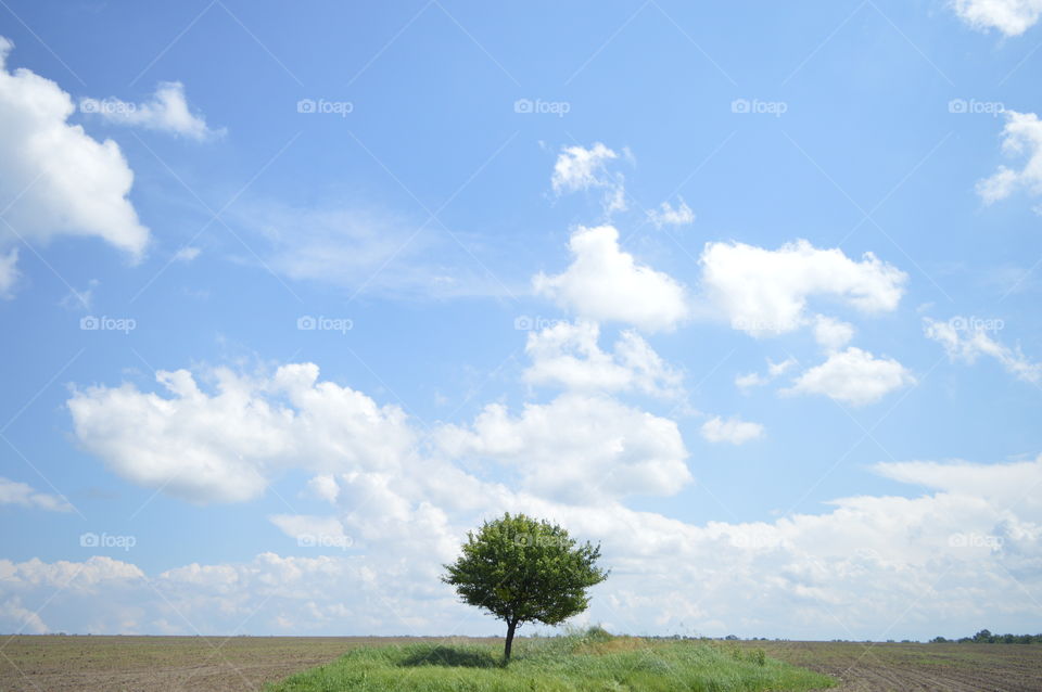 A lonely tree and blue sky on a summer day