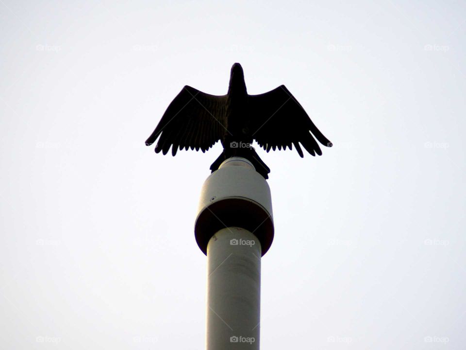 Eagle Sculpture - American