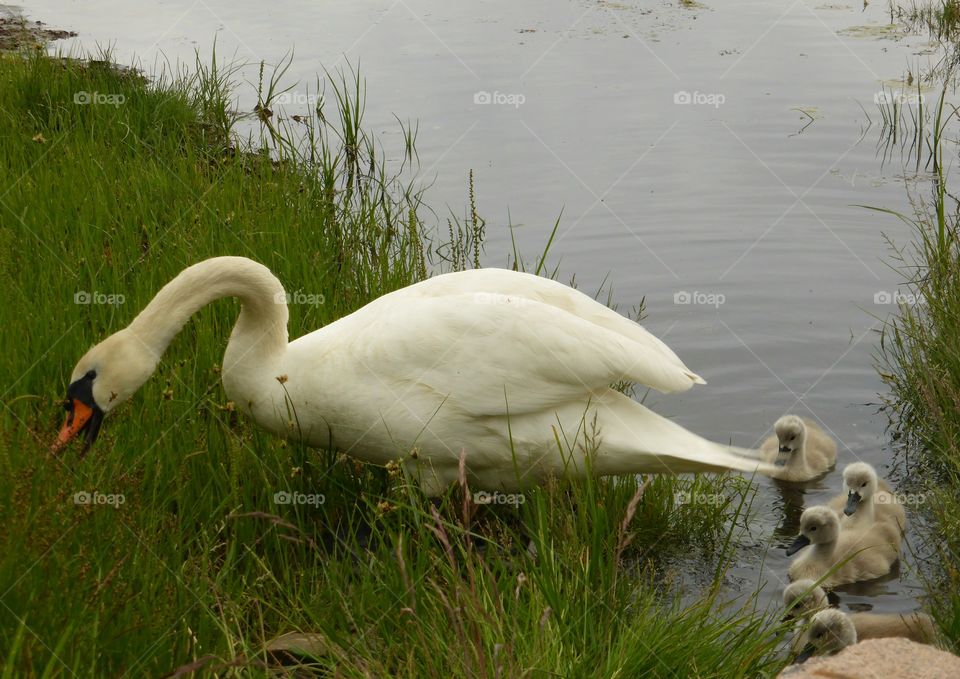 Swan family