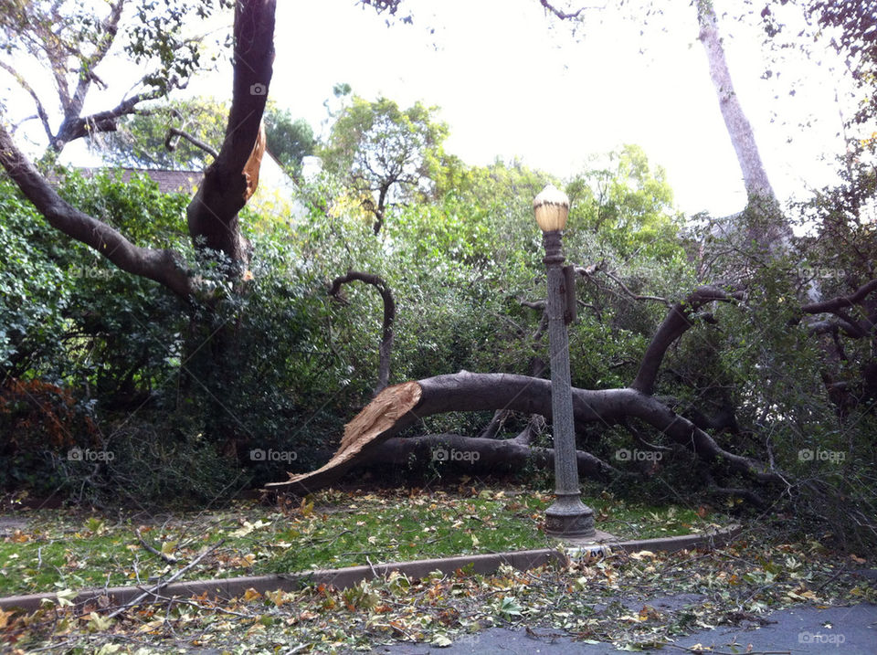 tree lamppost disaster fallen by patrickshen
