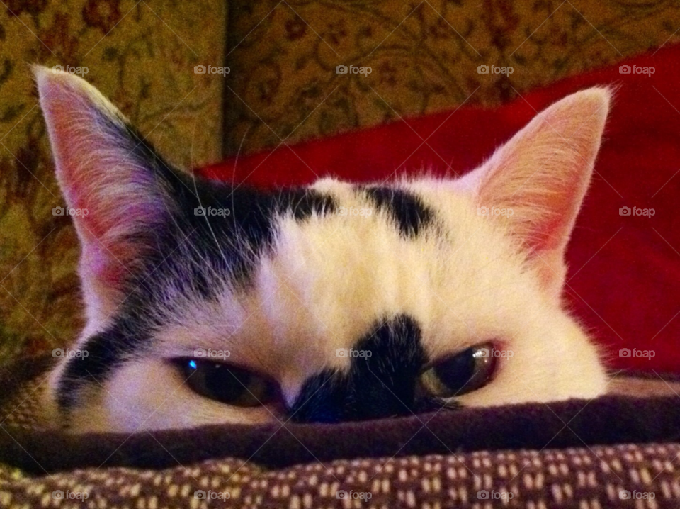 cat cute peep peeping by bettysmum