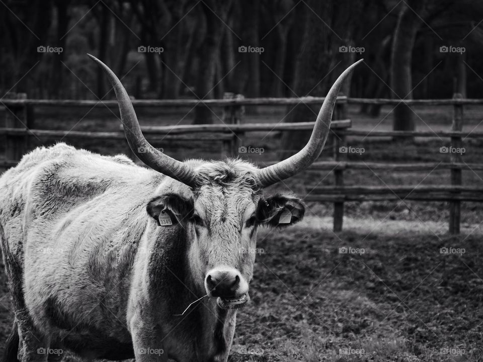 A "bufala" cow in Tuscany, Italy
