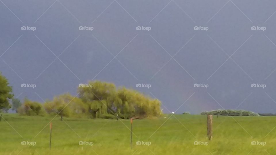 Landscape, Grass, Tree, Field, Grassland