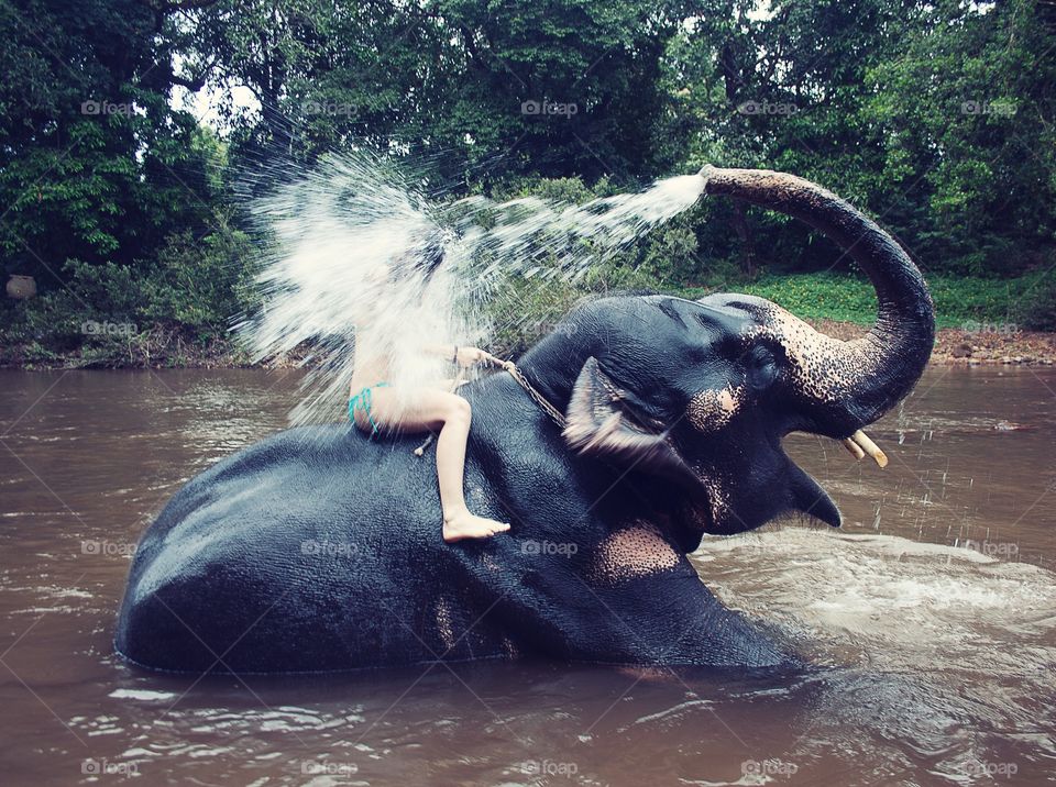 an elephant waters a man with water