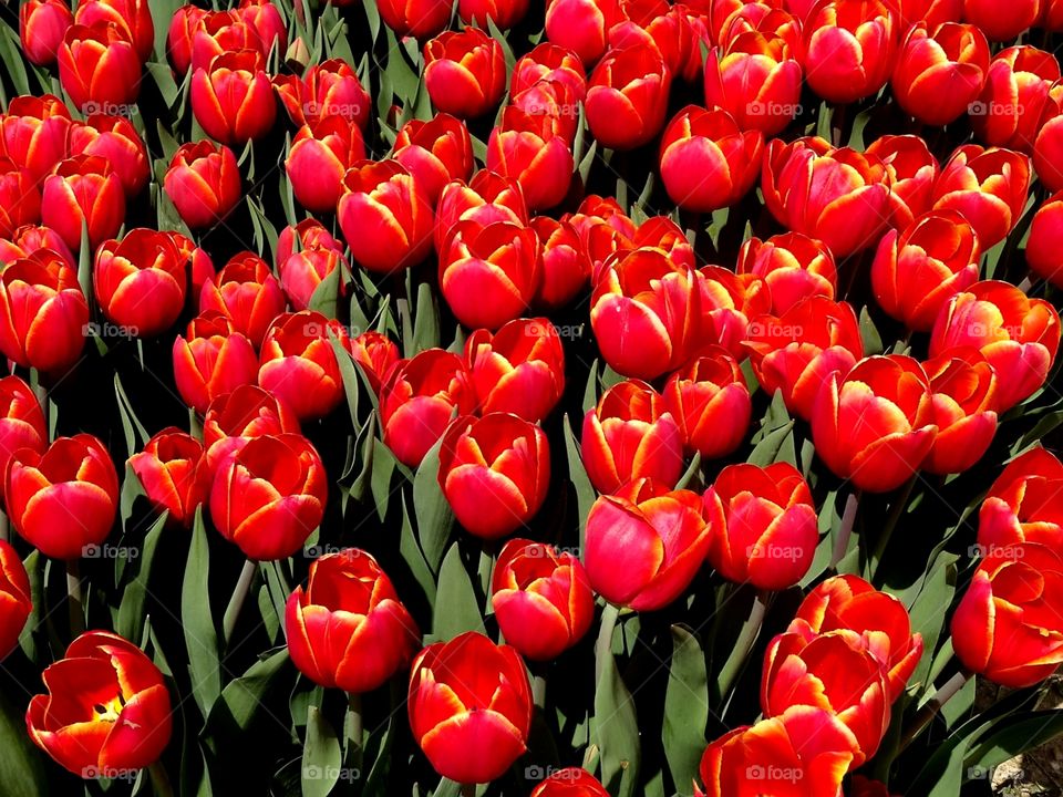 cluster of red tulips