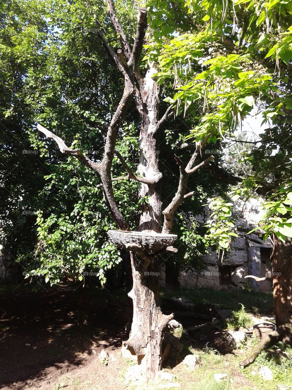 tree