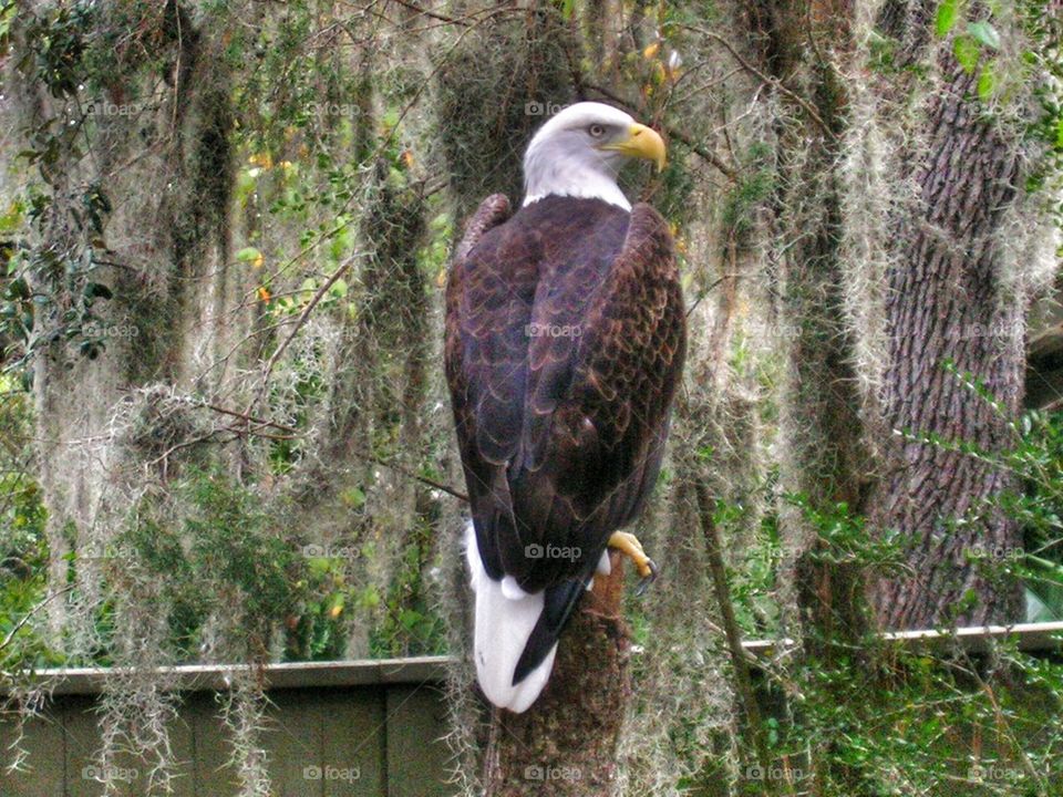 Southern Bald Eagle