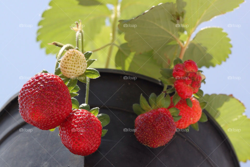 red plant strawberry bush by kandovit