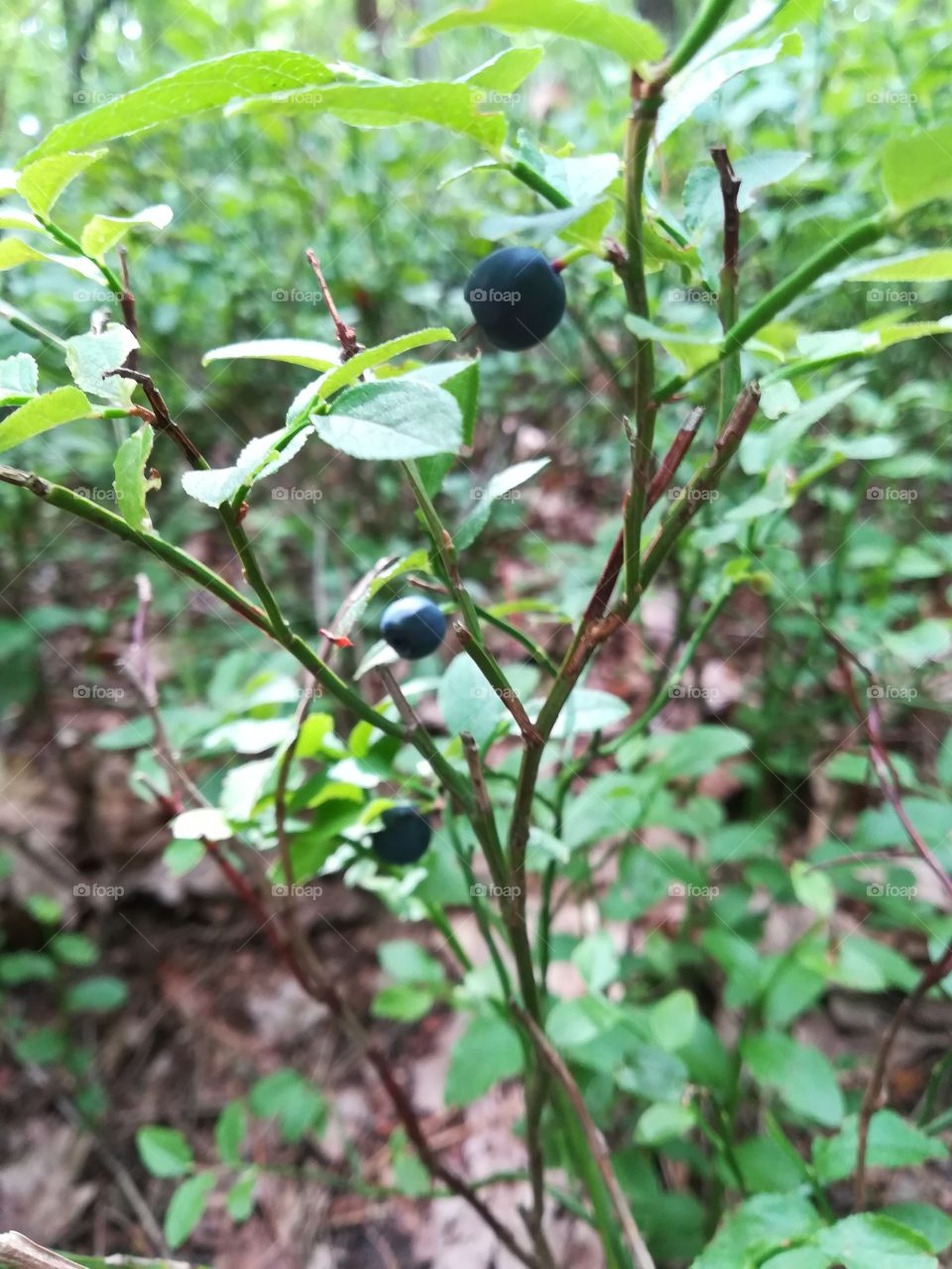 Blueberries