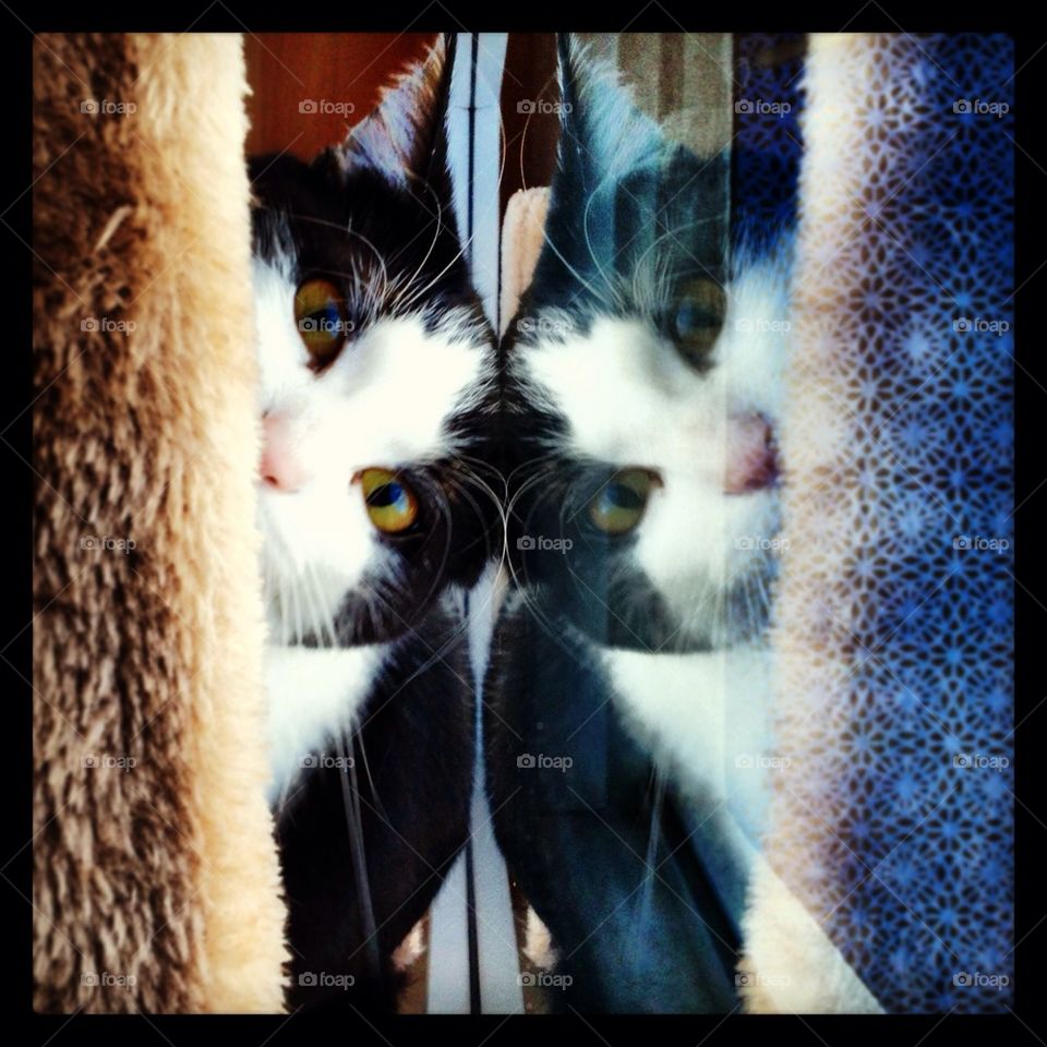 Cat mirror